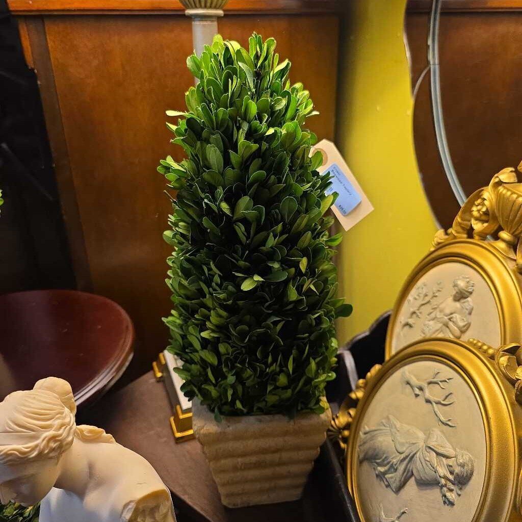 Boxwood Topiary