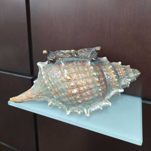 Shell Decor