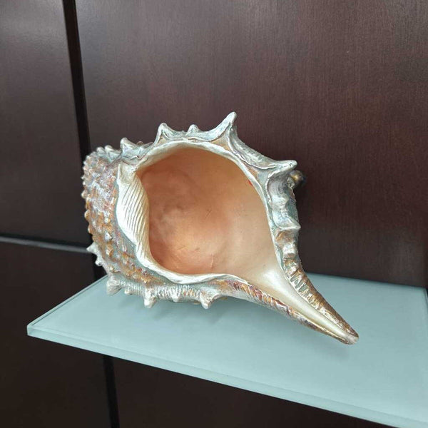 Shell Decor