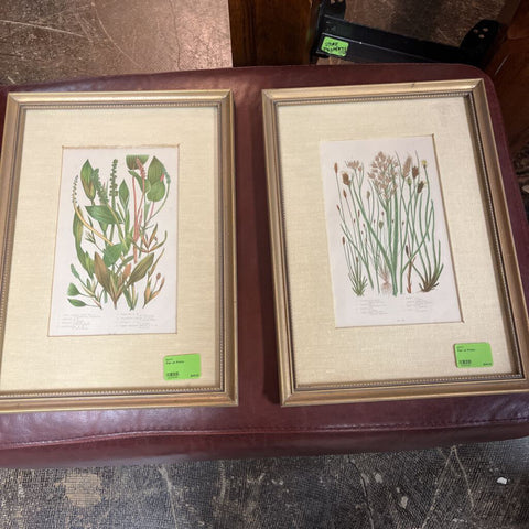 Pair of Prints