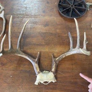 Antler Horns