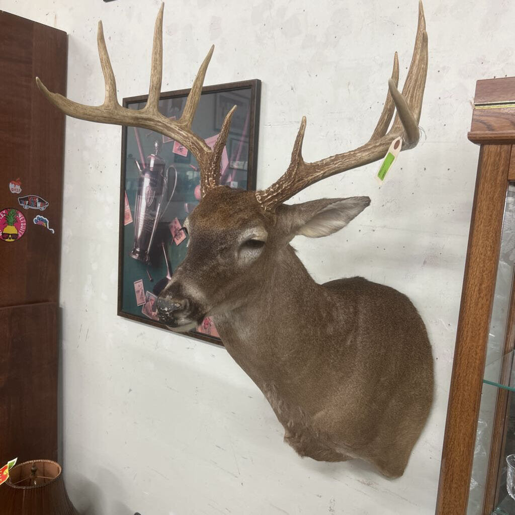 10 Point Buck