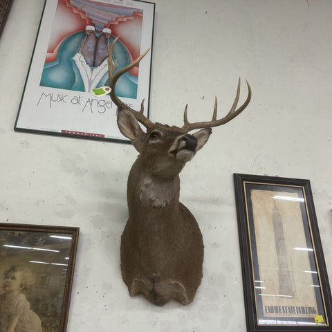 8 Point Buck
