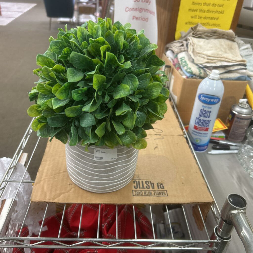 Plant Decor
