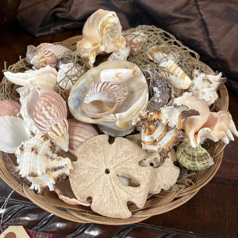 Basket w/ Shells