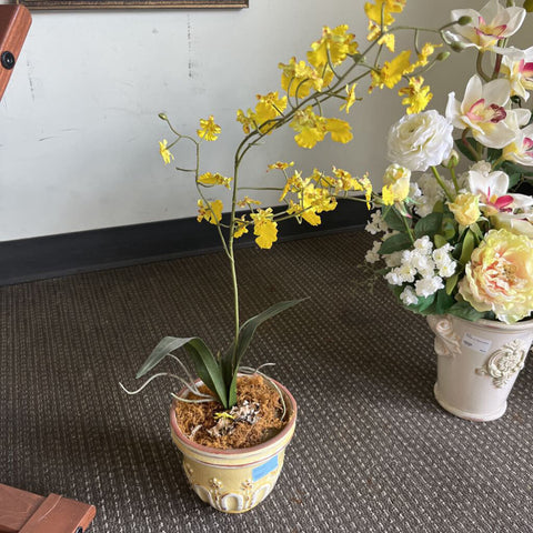 Plant Decor