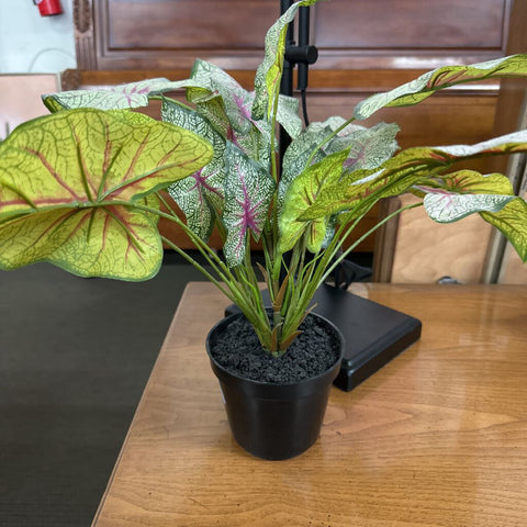 Plant Decor
