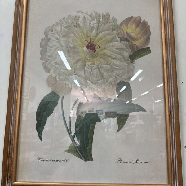 Pair of Prints